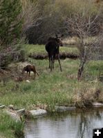 Cow and Calf. Photo by Buck Ortega.