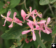 Little pink flowers. Photo by Dawn Ballou, Pinedale Online.