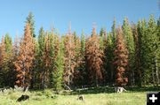Red trees. Photo by Dawn Ballou, Pinedale Online.