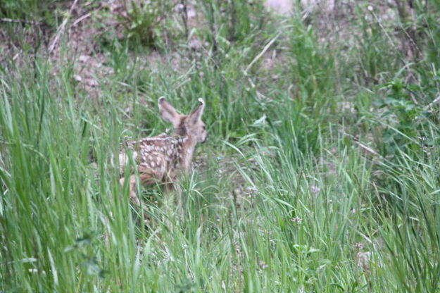 Running off. Photo by Michele Yarnell.