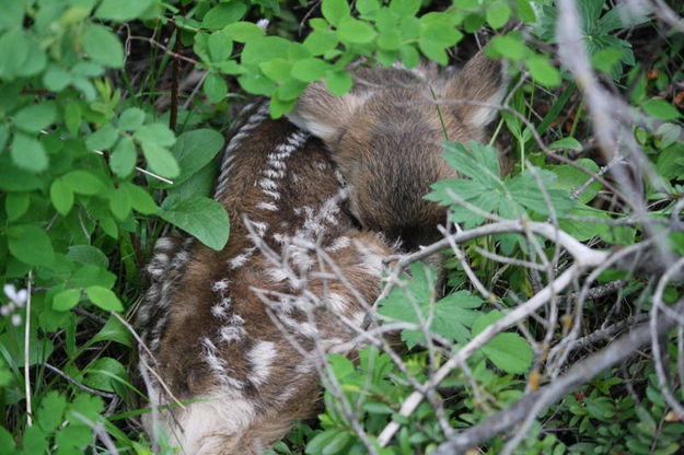 Fawn. Photo by Michele Yarnell.