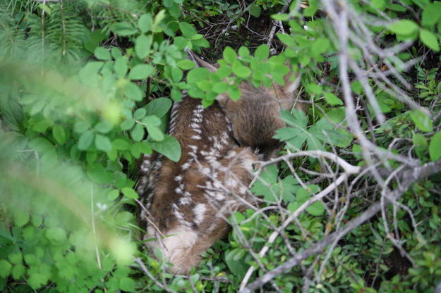 Tiny fawn. Photo by Michele Yarnell.