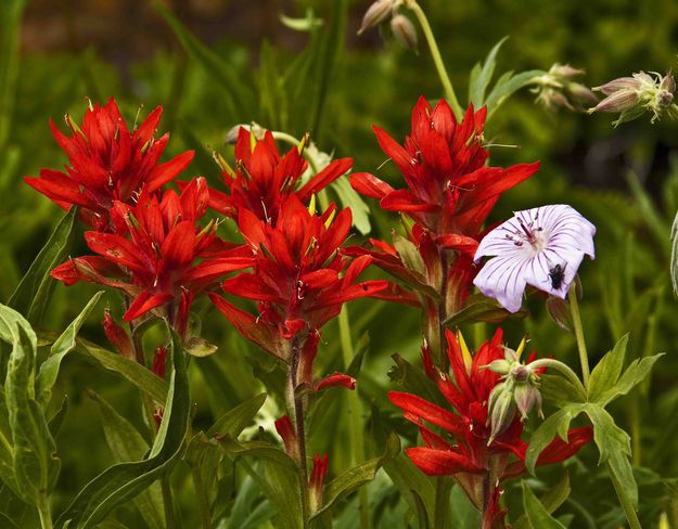 Indian Paintbrush. Photo by Dave Bell.