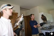 Red-tailed hawks. Photo by Cat Urbigkit, Pinedale Online.