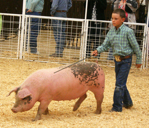 Pee Wee Showmanship. Photo by Pinedale Online.