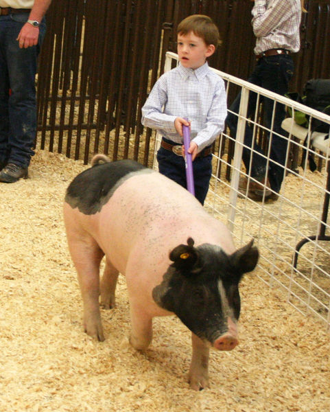 Pee Wee Showmanship. Photo by Pinedale Online.