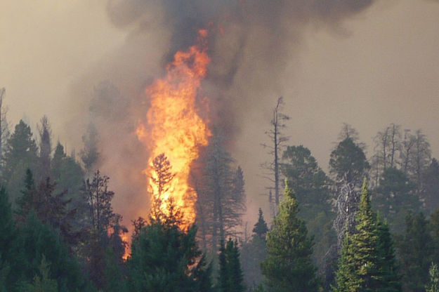 Bull Fire. Photo by Paul Ellwood.