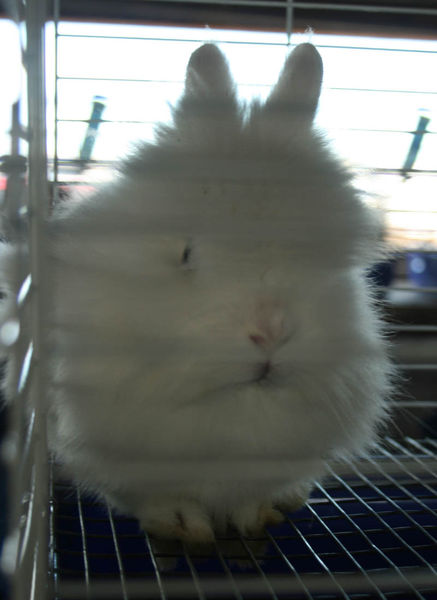 Fluffy Bunny. Photo by Dawn Ballou, Pinedale Online.