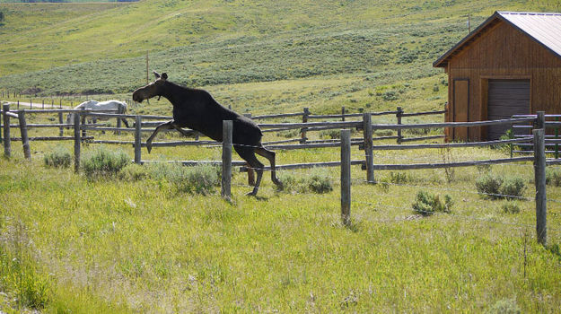 Jump!. Photo by Paul Ellwood.