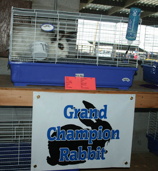 Grand Champion Rabbit. Photo by Dawn Ballou, Pinedale Online.