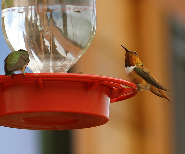 Rufous Hummingbird. Photo by Barbara Ellwood.