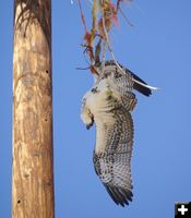 Limp bird. Photo by Cat Urbigkit, Pinedale Online.