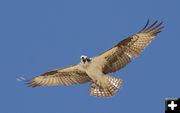 Mother osprey. Photo by Cat Urbigkit, Pinedale Online.
