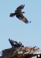 Flat bird. Photo by Cat Urbigkit, Pinedale Online.