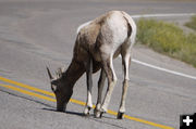 Ram on the road. Photo by Paul Ellwood.