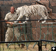 Albino Tiger. Photo by Dawn Ballou, Pinedale Online.