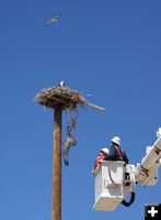 Tangled Osprey. Photo by Cat Urbigkit, Pinedale Online.