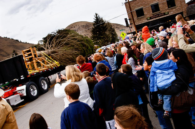 Bringing the tree in. Photo by David Swift.