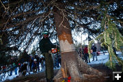 Cutting the tree. Photo by David Swift.