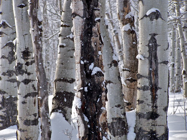 Snowy Aspens. Photo by Scott Almdale.