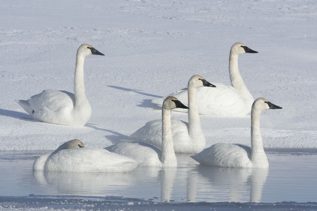 Swans. Photo by Fred Pflughoft.