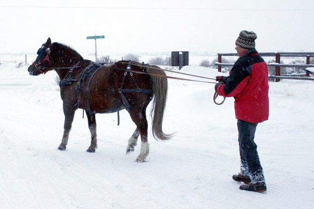 Getting used to the reins again. Photo by Dawn Ballou, Pinedale Online.