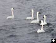 Trumpeter swans. Photo by Dave Bell.