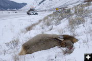 Road-kill elk. Photo by Mark Gocke, WGFD.