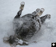 Good roll in the snow. Photo by Dawn Ballou, Pinedale Online.