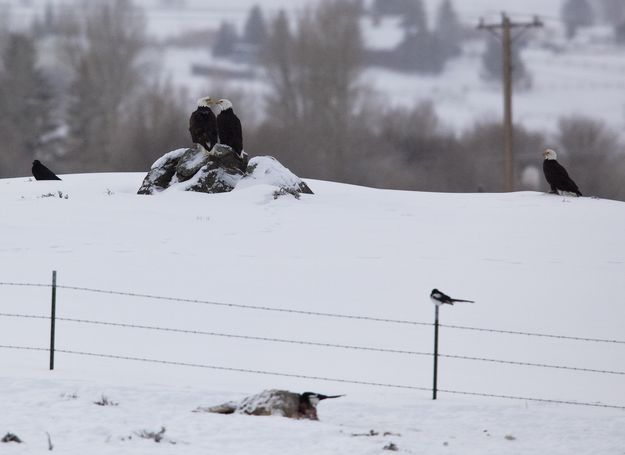 Winter kill. Photo by Dave Bell.