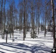 Forest ski trail. Photo by Dave Bell.