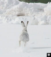 Spooked. Photo by Dawn Ballou, Pinedale Online.