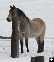 Curious horse. Photo by Dawn Ballou, Pinedale Online.