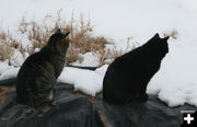 Curious kitties. Photo by Dawn Ballou, Pinedale Online.