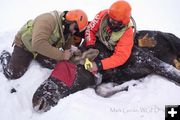 Collaring. Photo by Mark Gocke, Wyoming Game & Fish.