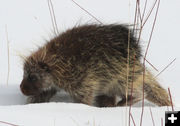 Porcupine. Photo by Dawn Ballou, Pinedale Online.