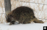 Unscathed. Photo by Dawn Ballou, Pinedale Online.