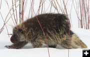 On the move. Photo by Dawn Ballou, Pinedale Online.