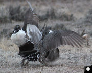 Dancing. Photo by Cat Urbigkit.