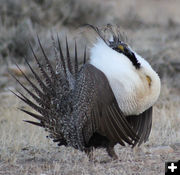 Strutting. Photo by Cat Urbigkit.