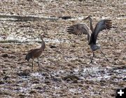 Sandhill Cranes. Photo by Dave Bell.