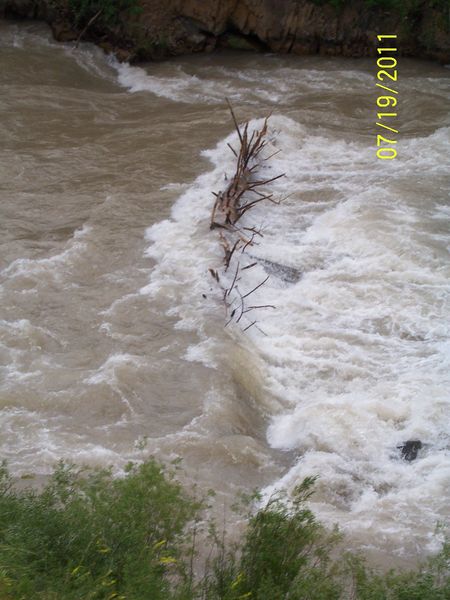 Tree Hazard. Photo by Bridger-Teton National Forest.