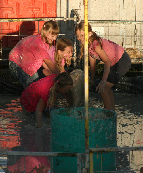 Pig Tails. Photo by Dawn Ballou, Pinedale Online.