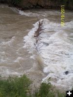 Tree Hazard. Photo by Bridger-Teton National Forest.