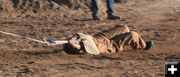 Hanging on. Photo by Dawn Ballou, Pinedale Online.