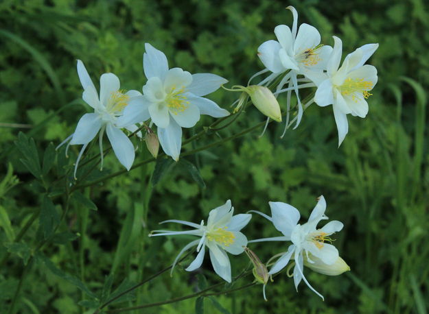 Columbine. Photo by Dave Bell.