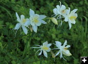 Columbine. Photo by Dave Bell.