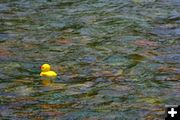 Here a duck. Photo by Kaitlyn McAvoy, Pinedale Roundup.