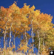 Fall Colors. Photo by Dave Bell.