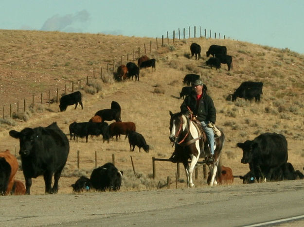 Stopping for a snack. Photo by Dawn Ballou, Pinedale Online.